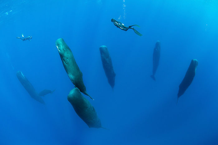sleeping-whales