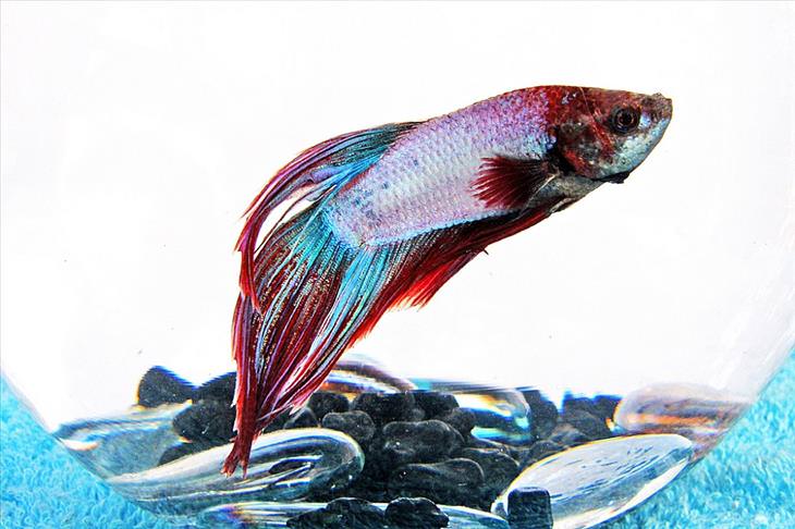 Colorful Fish: Male betta