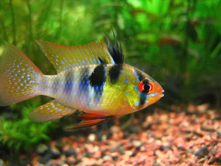 Colorful Fish: German blue Ram