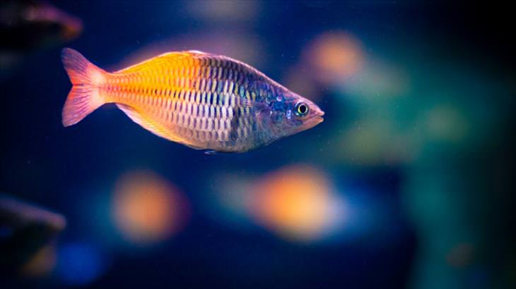 Colorful Fish: Boeseman's Rainbowfish
