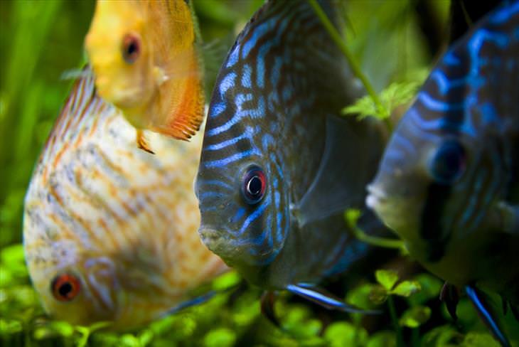 Colorful Fish: Discus