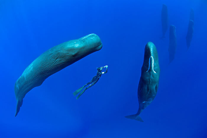 sleeping-whales