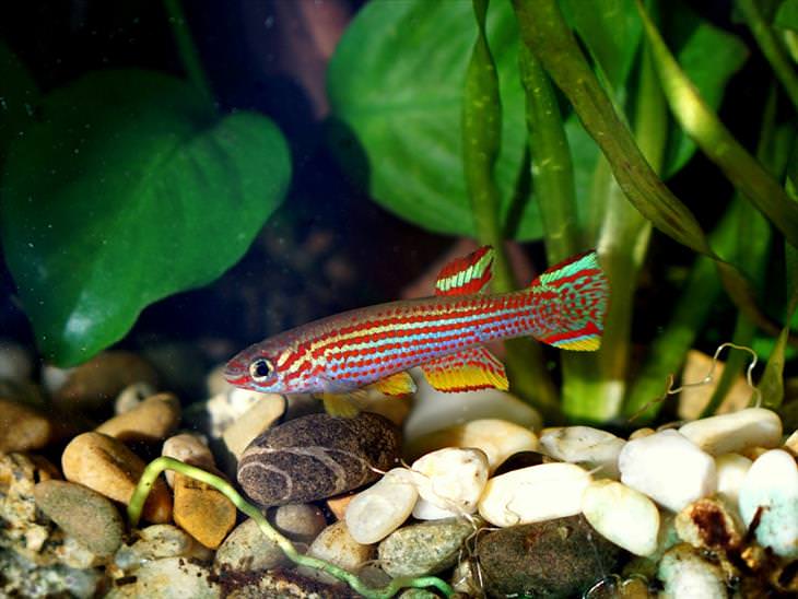 colorful freshwater fish