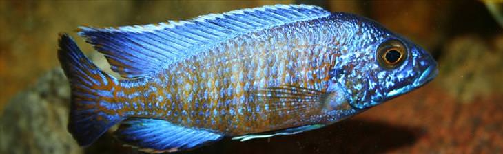 Colorful Fish: Peacock Cichlid