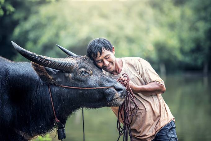 farmer smiling next to ox