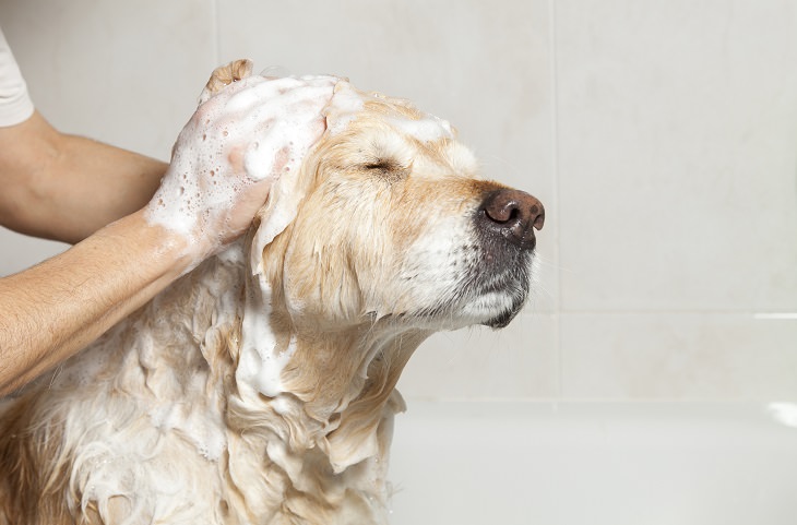 How to Take Care of Your Dog's Skin and Coat