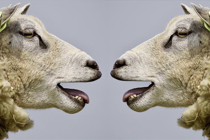 sheep mirror image