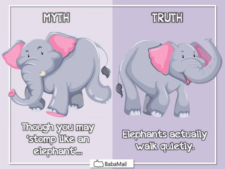 animal myths