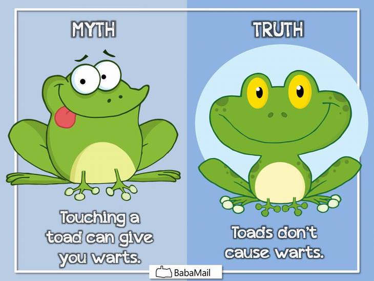 animal myths
