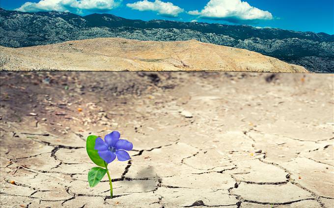 flower breaking through cracked earth