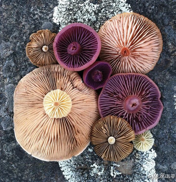 mushroom arts