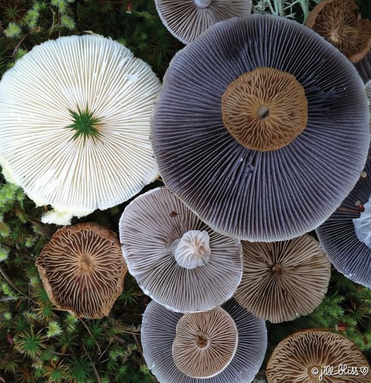 mushroom arts