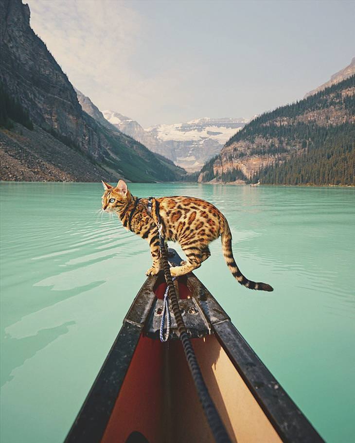 The World's Most Adventurous Cat