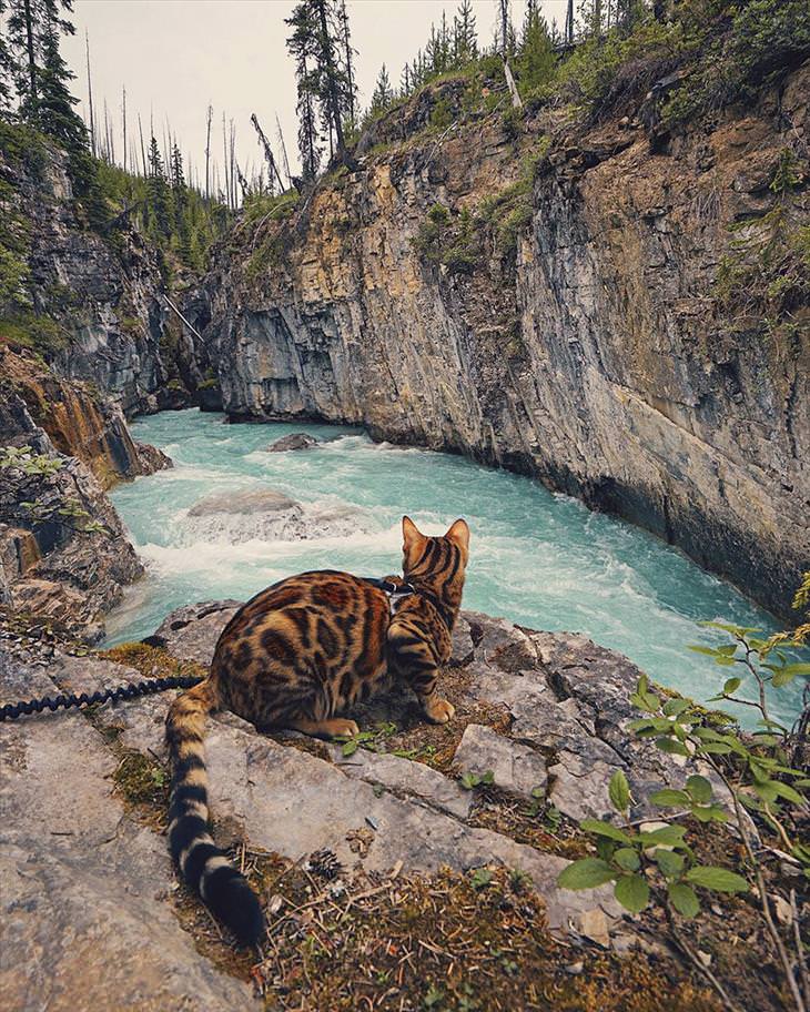The World's Most Adventurous Cat