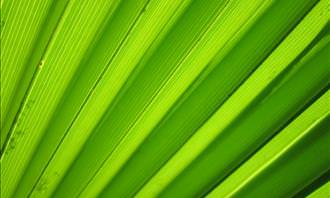 close-up of palm leaf