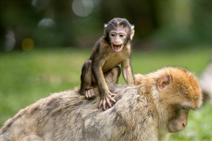 baby monkey on mother's back