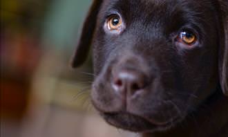 sad brown puppy