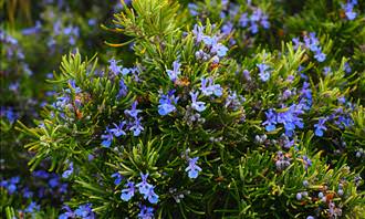 rosemary bush