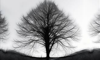 black tree on white background