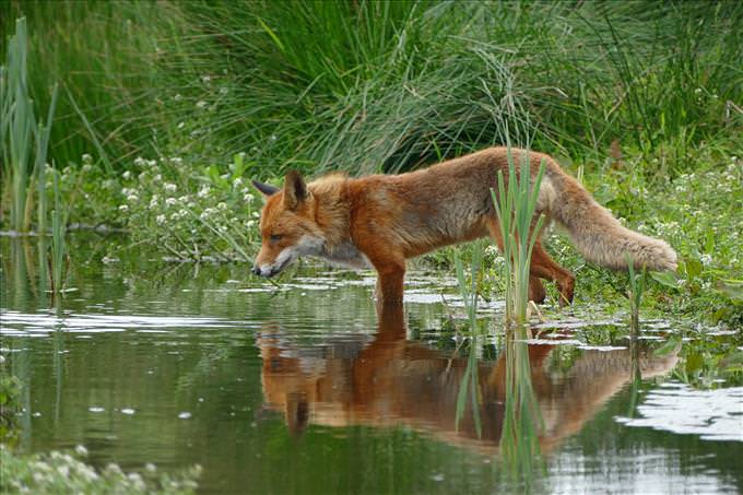 fox staring at relection