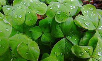 clover leaves