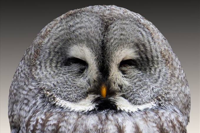 gray owl with eyes closed