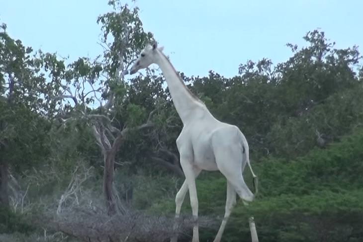 Rare White Giraffes Spotted in Kenya