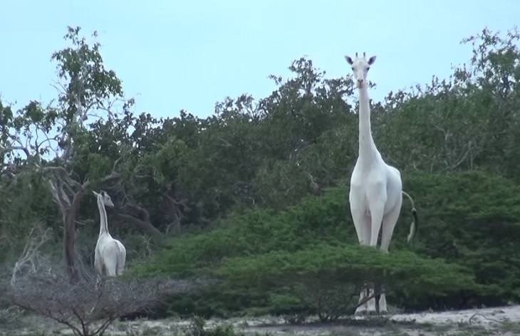 Rare White Giraffes Spotted in Kenya