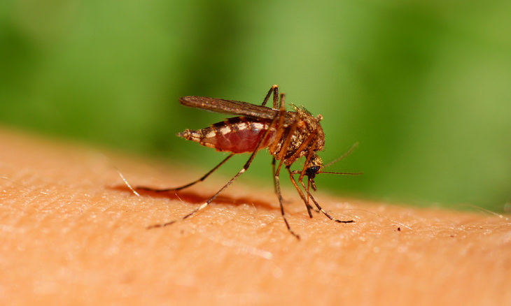 Why Do Some People Get Bitten More By Mosquitoes?