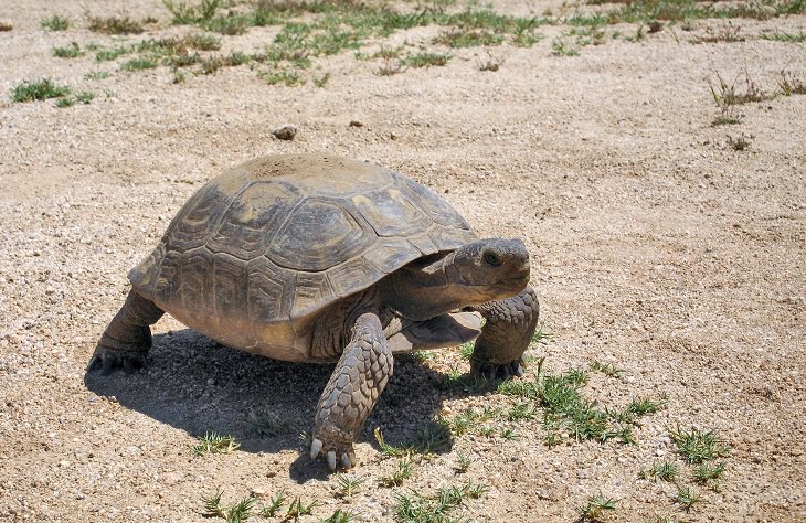 7 Great Desert Animal Adaptations