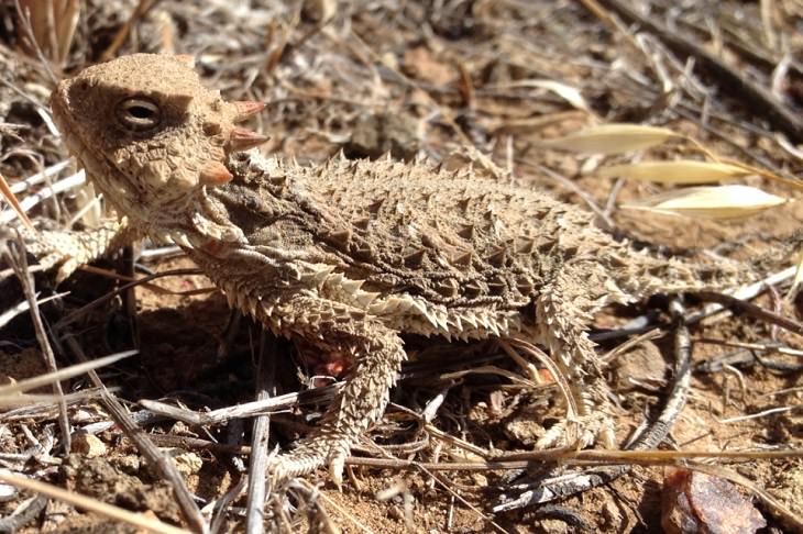 7 Great Desert Animal Adaptations