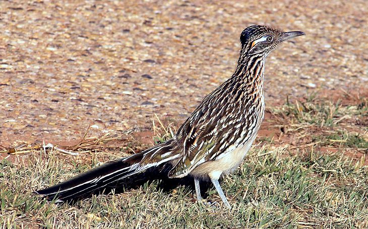 7 Great Desert Animal Adaptations