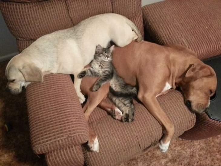 multiple-pets