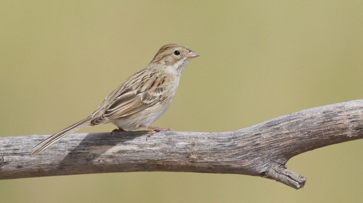 7 Great Desert Animal Adaptations