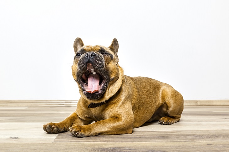 10 Signs Your Dog is Stressed