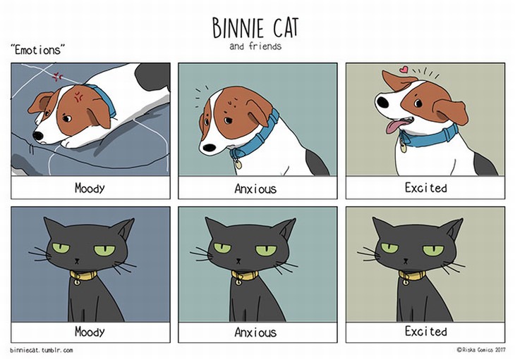 20 Hilarious Memes Showing Cat & Dog Differences