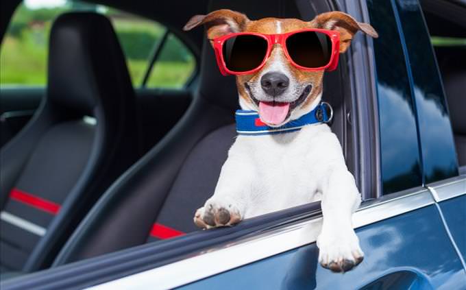 dog with sunglasses in car