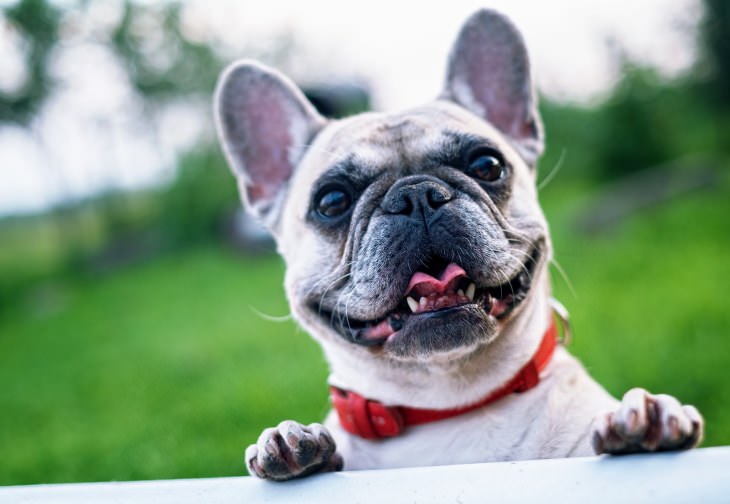 Science Discovers What Makes Dogs So Friendly