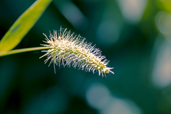 This Plant Could Seriously Damage Your Dog