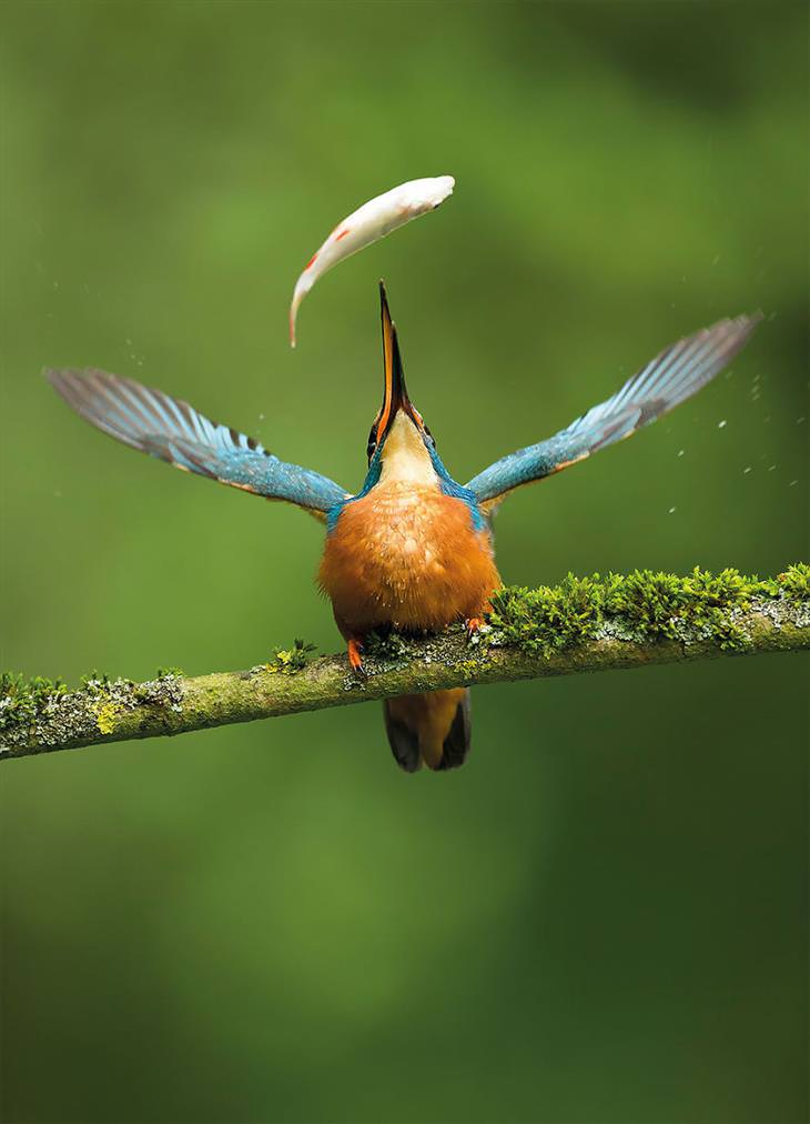 Stunning Bird Photography