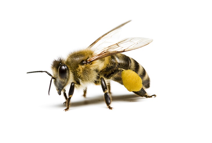Home Remedies for Bee Stings