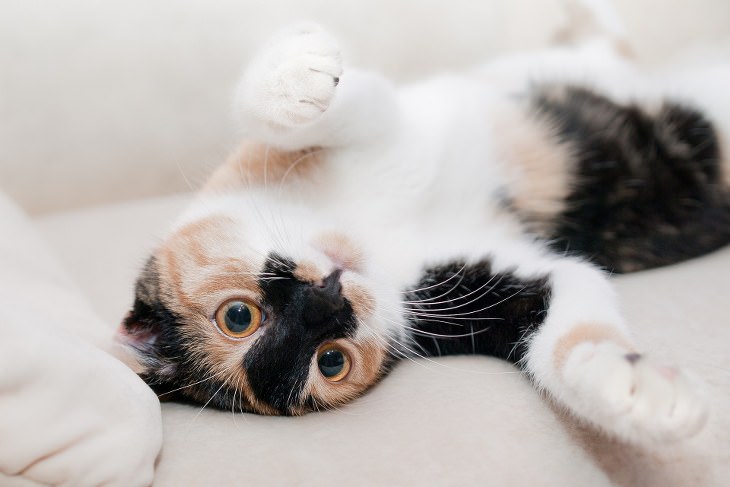 The 5 Most Common Cat Personalities