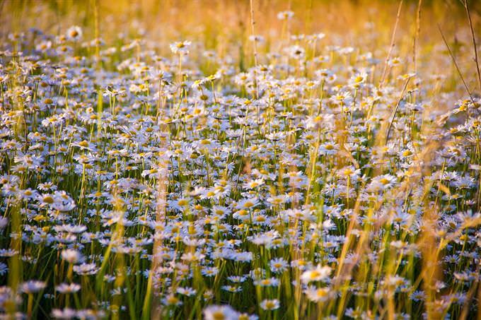 Floral field