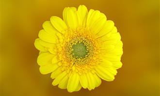 A yellow flower