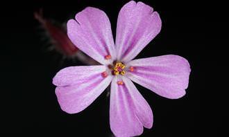 A purple flower