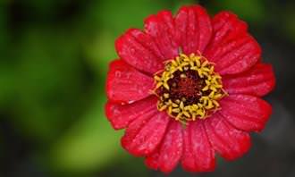 A red flower