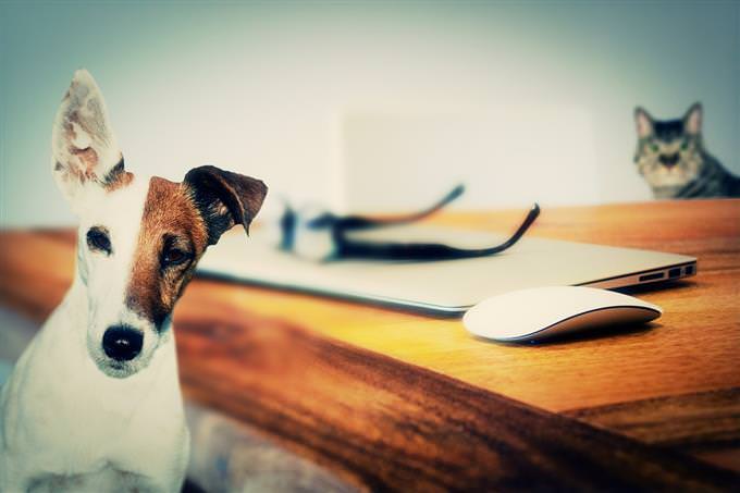 A cat and a dog beside a computer table