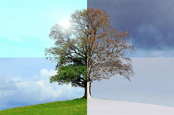 A tree showing all four seasons