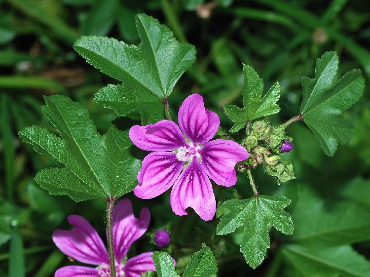 Mallow health benefits