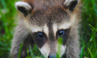 Raccoon